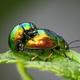 Image for article titled Bugs Much Gayer Than We Thought
